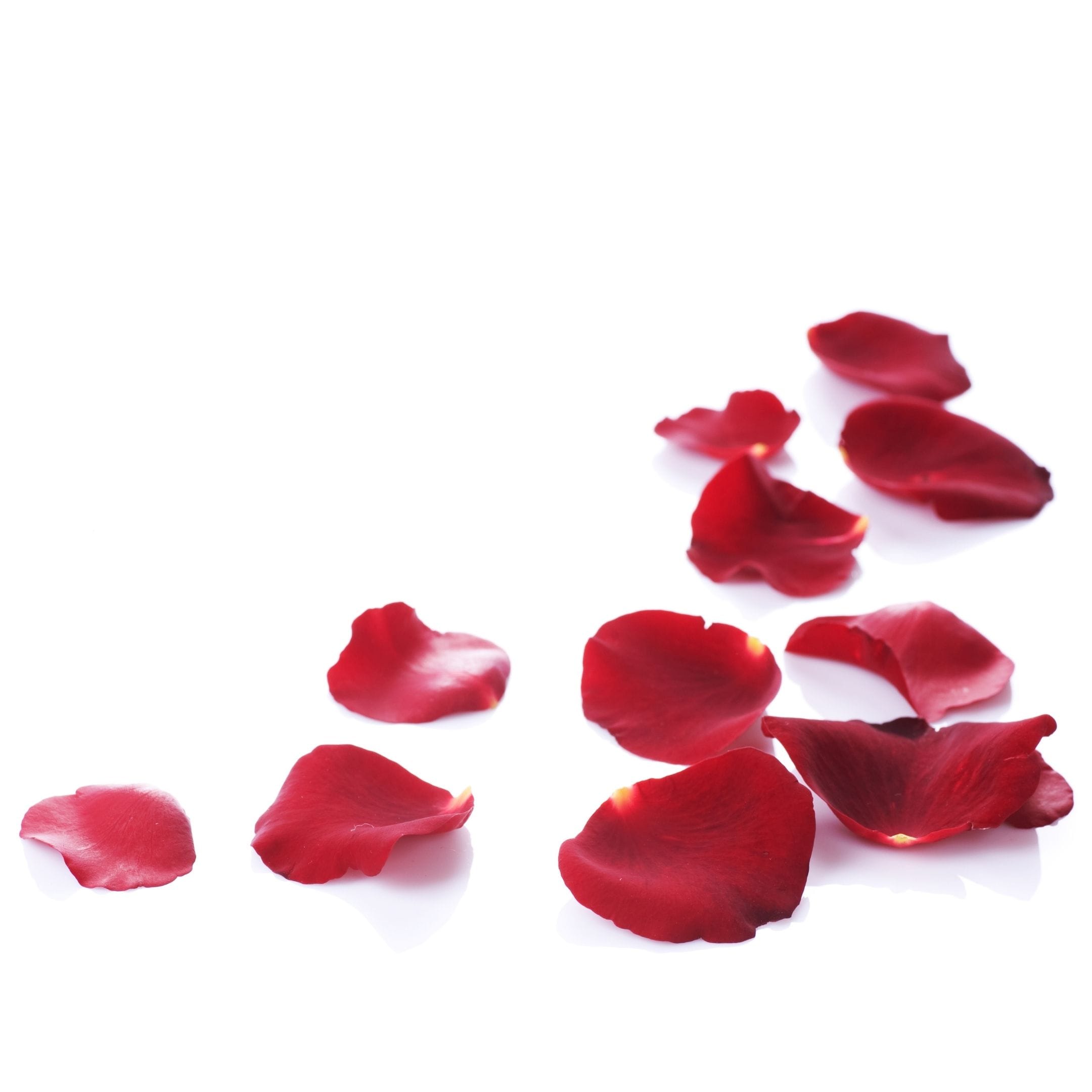 Rose Petals